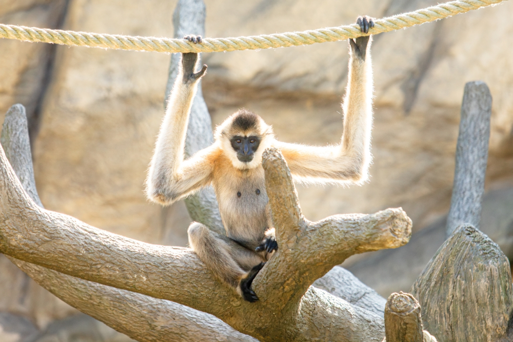 Perníčkové zvířátko