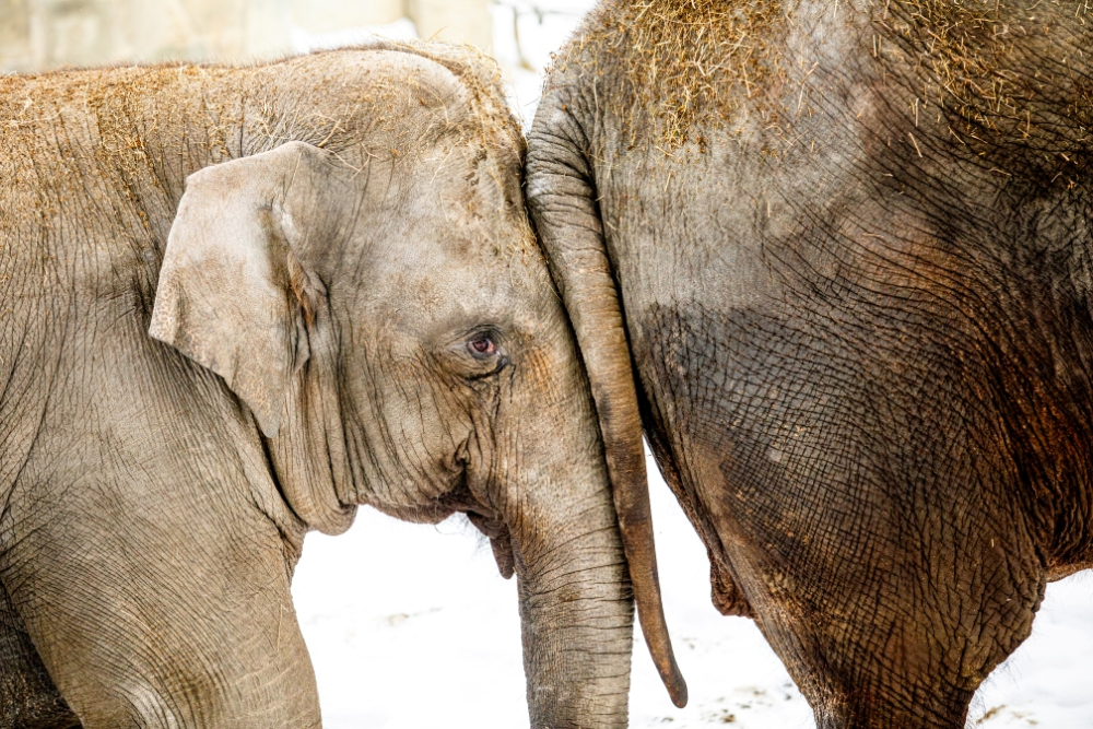 Speciální komentované setkání u slonů