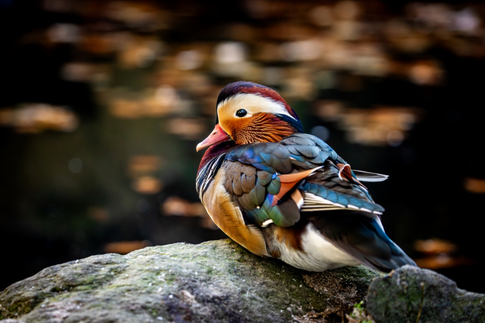 Slosování o adventní věnce