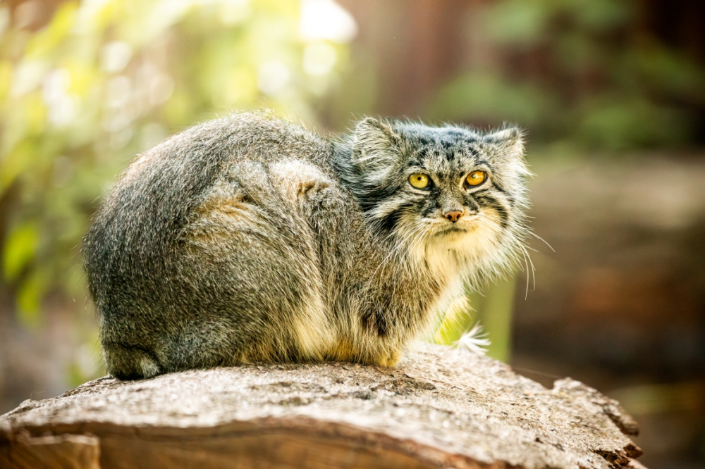 Sleva v zooshopu 10%