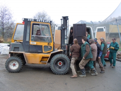 Transport samic ze Zoo Berlín (listopad 2013)