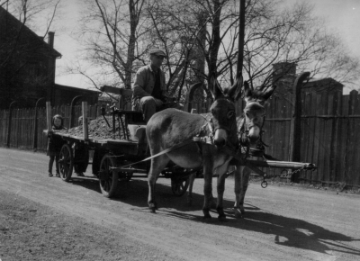 Rozvoz krmené po zoo, 50. léta