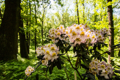 Rododendron Park