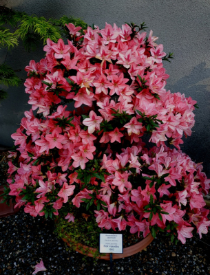  Azalia jako bonsai