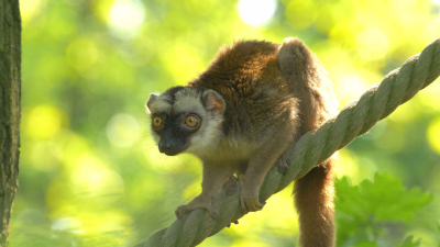 lemur běločelý