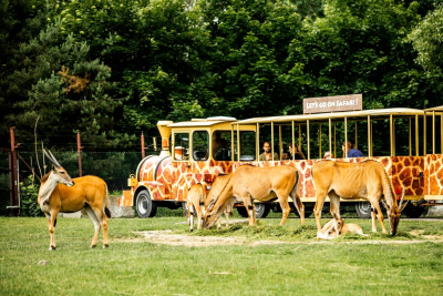 przejażdżka Safari Ekspresam