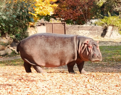 hipopotam