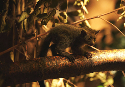 komba Garnettova - mládě
