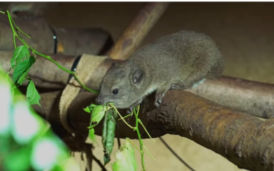 daman stromový - mládě