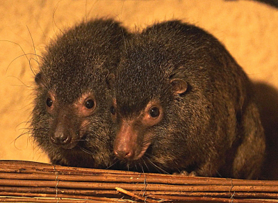 Arbogóralek  szary - osobniki dorosłe