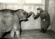 15.2.2011 HISTORIE CHOVU SLONŮ V OSTRAVSKÉ ZOO