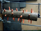 dřevěná kláda s mrkví - detail